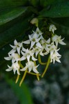 Cyrtorchis ringens