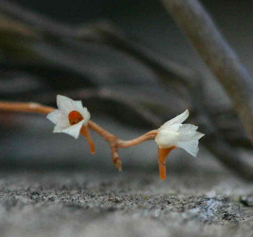 Microcoelia globulosa