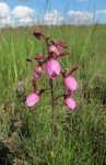 Eulophia coeloglossa