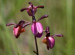 Eulophia coeloglossa