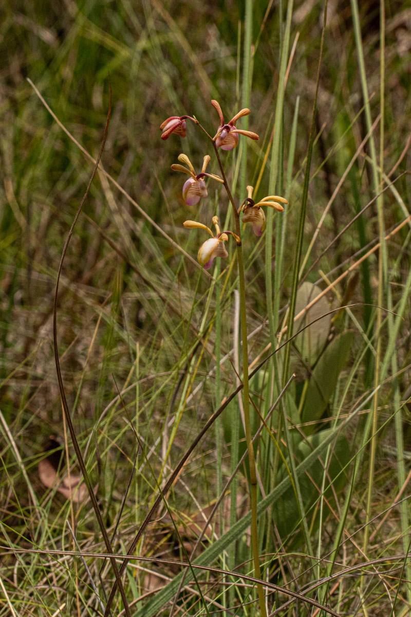 Eulophia coeloglossa Eulophia coeloglossa