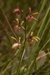 Eulophia coeloglossa