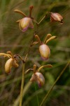 Eulophia coeloglossa