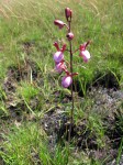 Eulophia coeloglossa