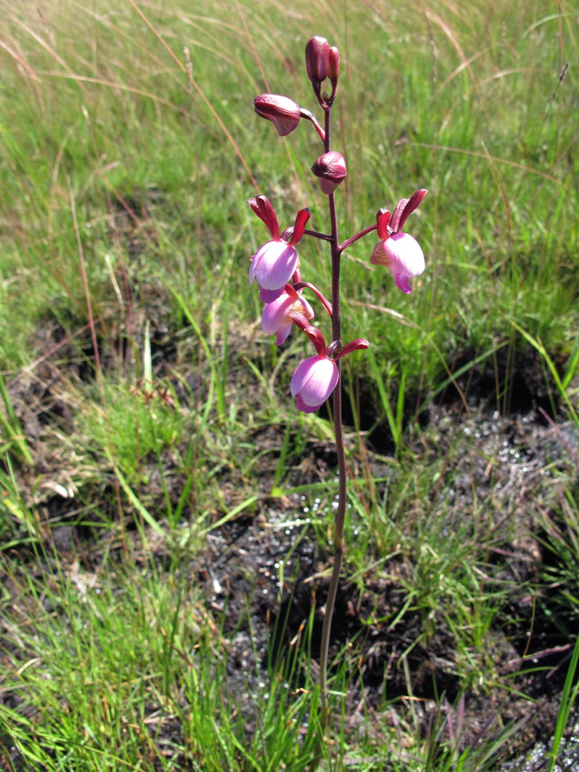 Eulophia coeloglossa