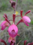 Eulophia coeloglossa