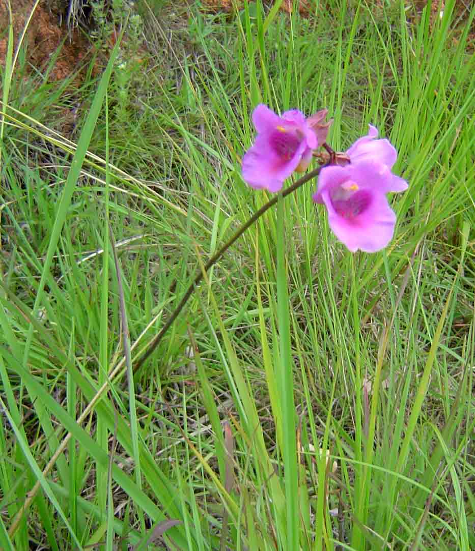 Eulophia cucullata