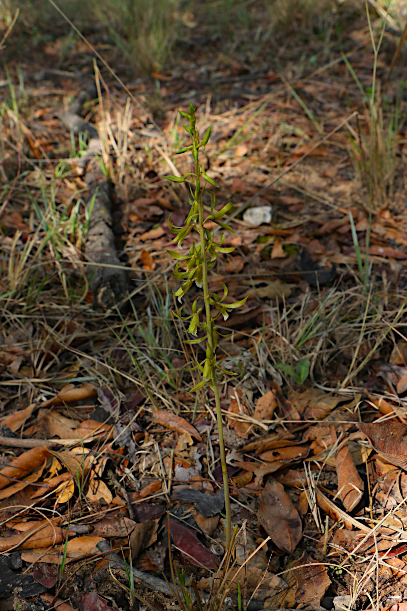 Eulophia eylesii Eulophia eylesii