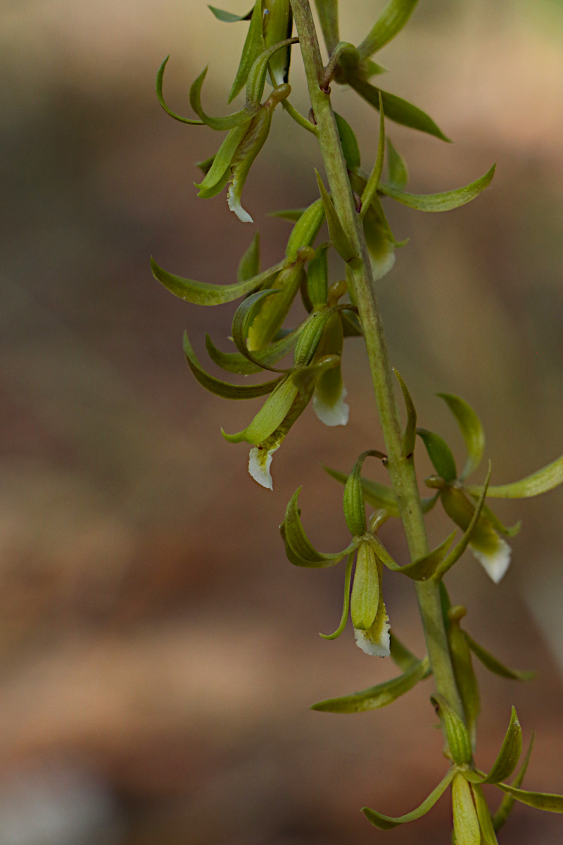 Eulophia eylesii Eulophia eylesii