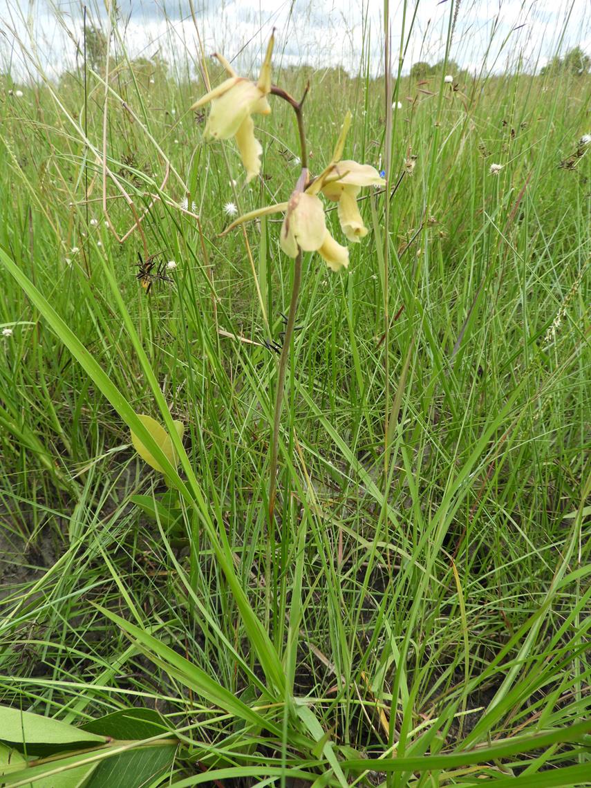 Eulophia flavopurpurea