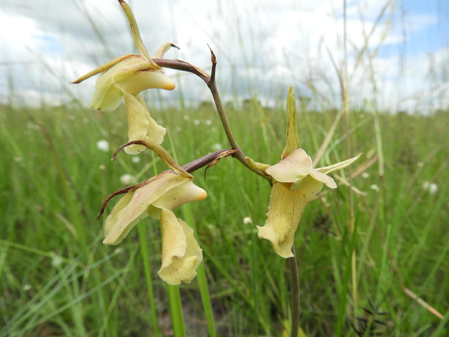 Eulophia flavopurpurea