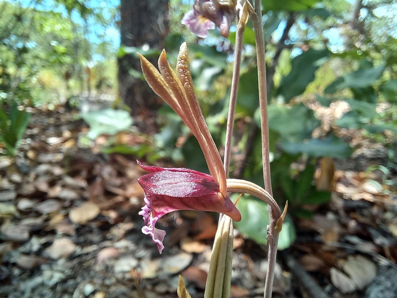 Eulophia longisepala