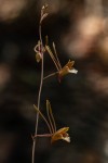 Eulophia longisepala