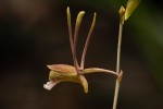 Eulophia longisepala