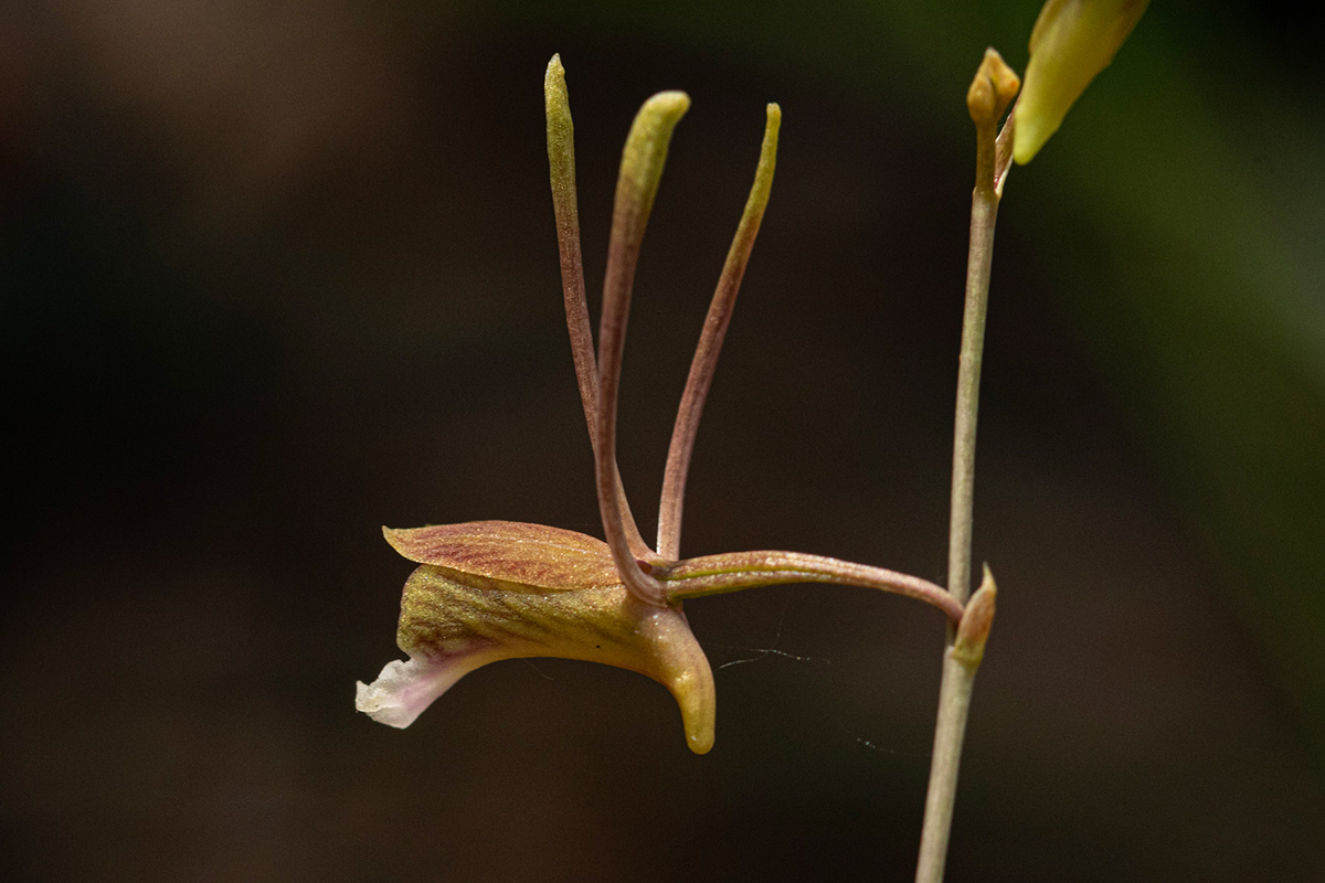 Eulophia longisepala Eulophia longisepala