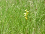 Orthochilus milnei