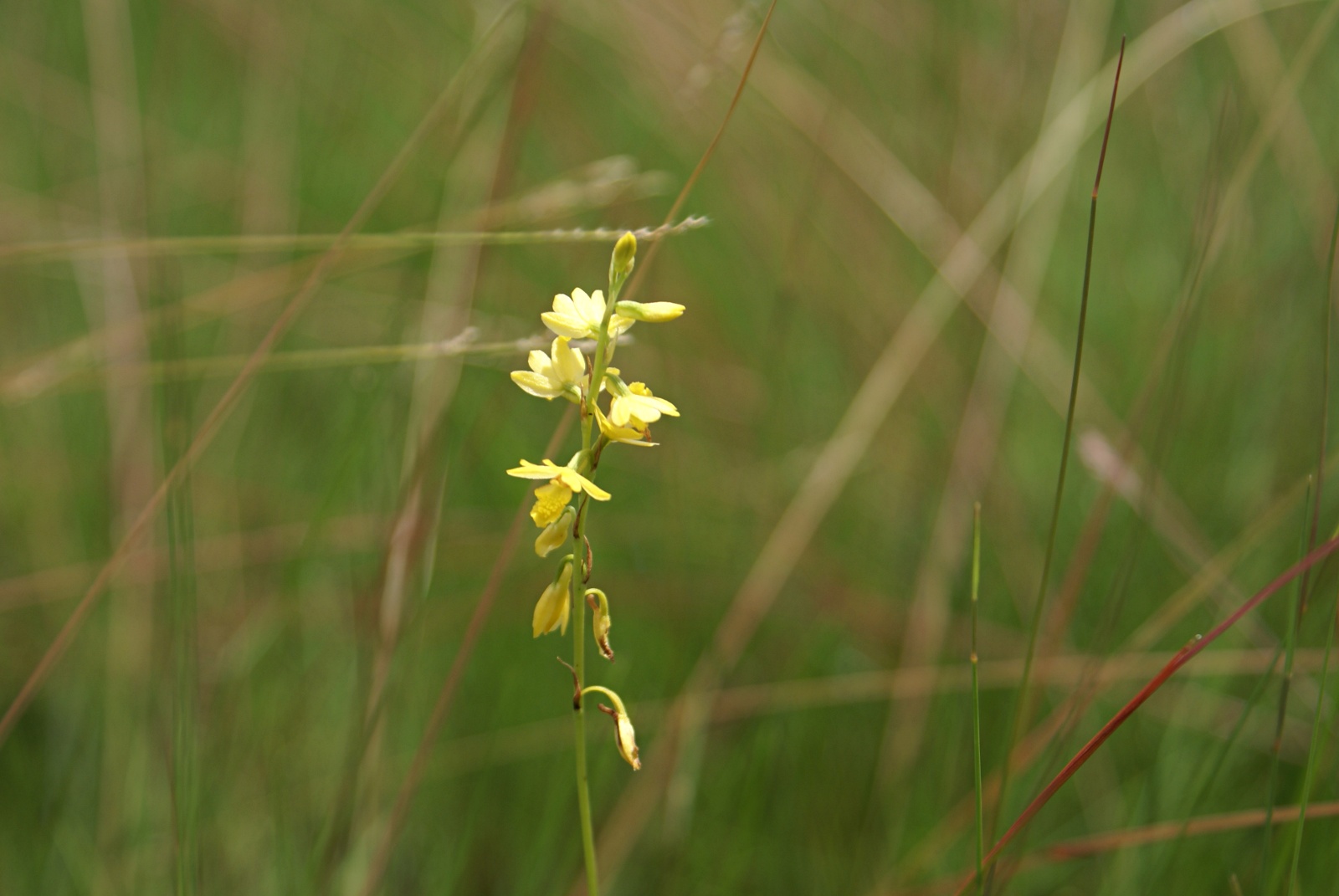 Orthochilus milnei