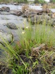 Orthochilus milnei