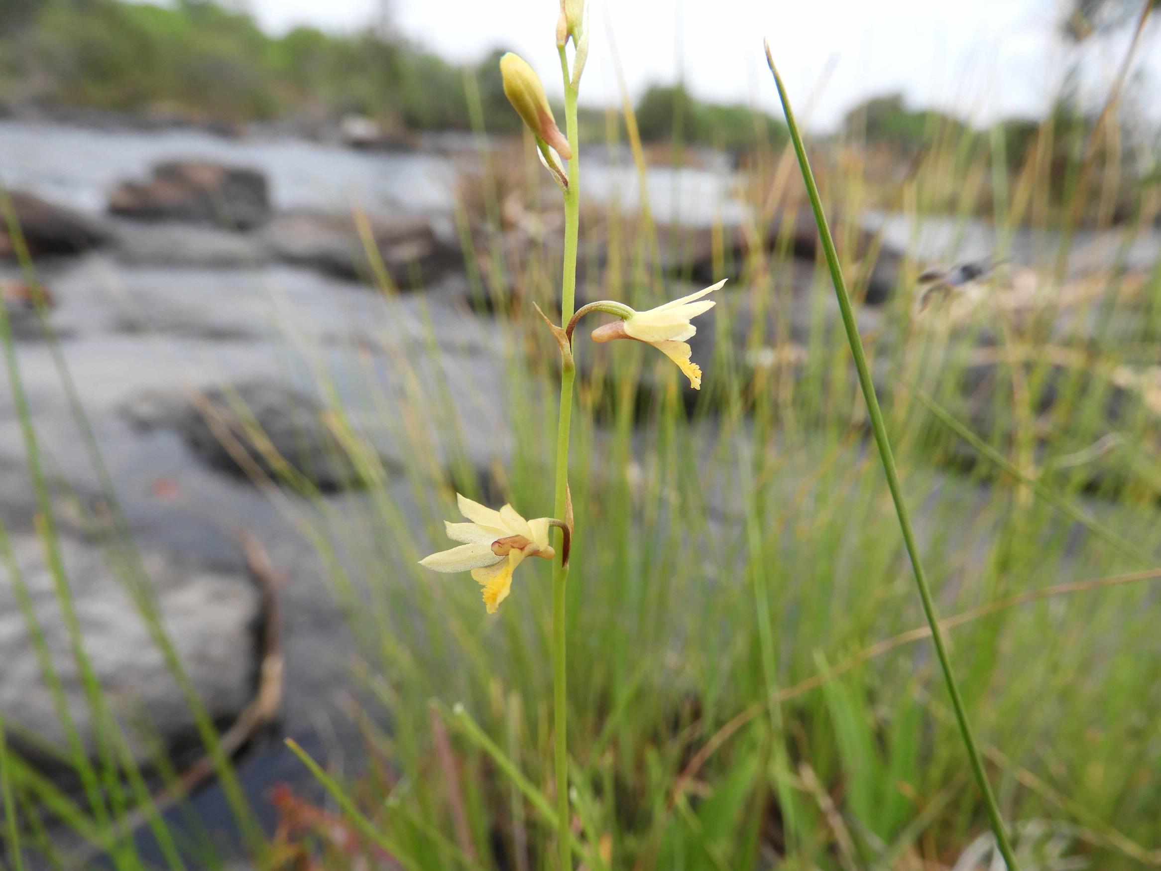 Orthochilus milnei