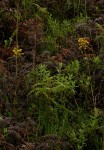 Orthochilus odontoglossus