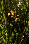 Orthochilus odontoglossus