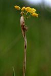 Orthochilus odontoglossus