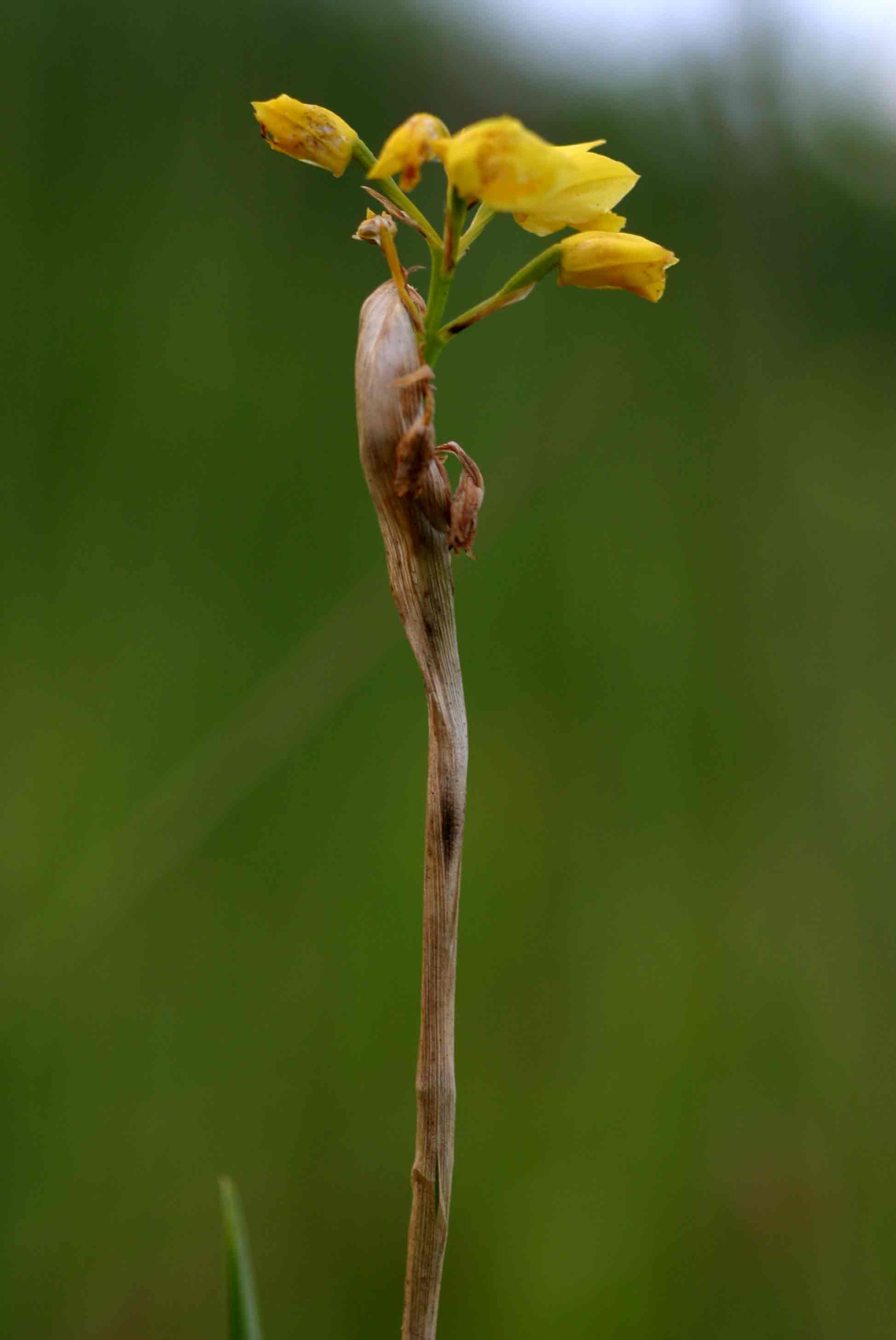 Orthochilus odontoglossus