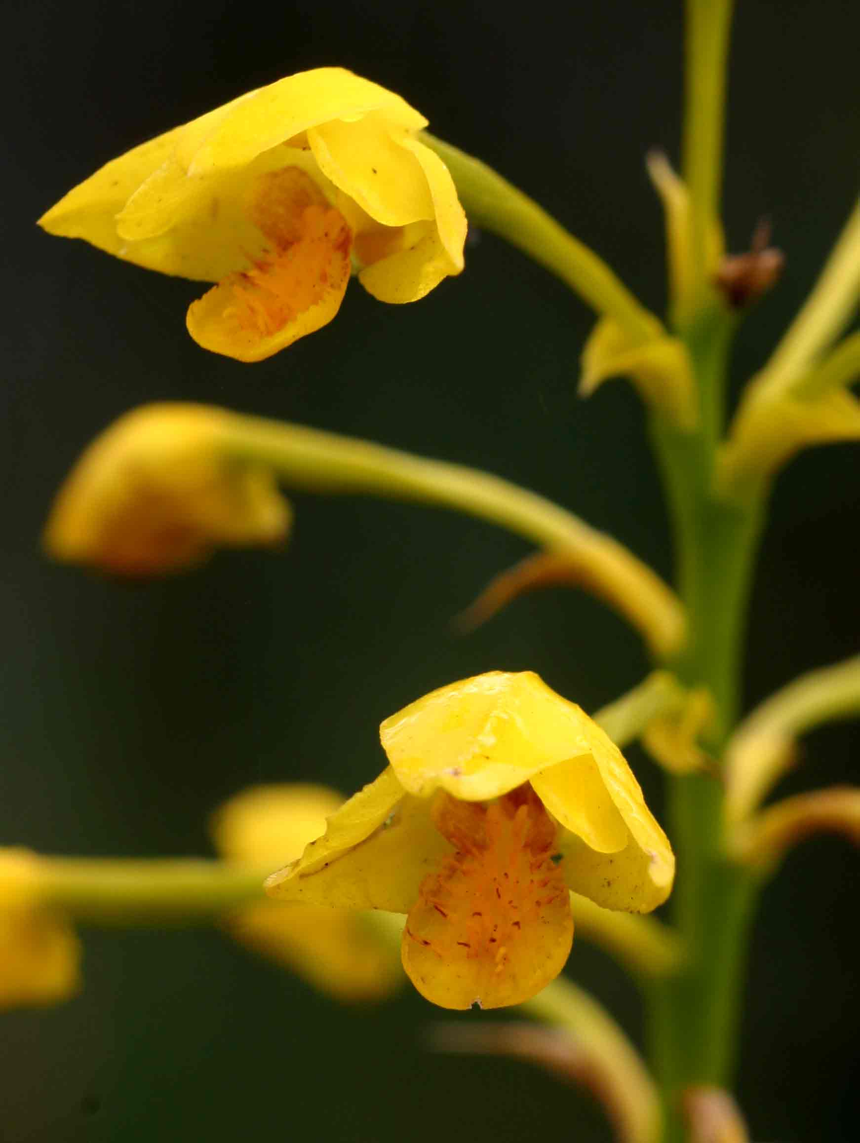 Orthochilus odontoglossus