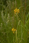 Orthochilus odontoglossus