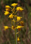 Orthochilus odontoglossus