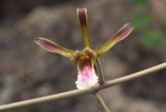 Eulophia petersii