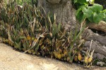 Eulophia petersii