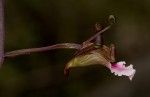 Eulophia petersii