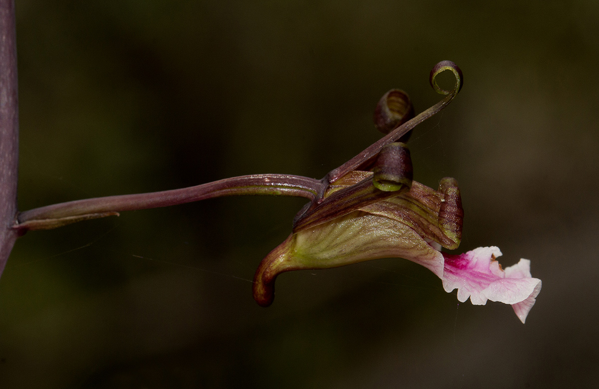 Eulophia petersii