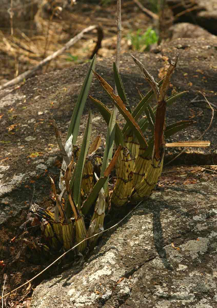 Eulophia petersii