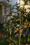 Eulophia petersii