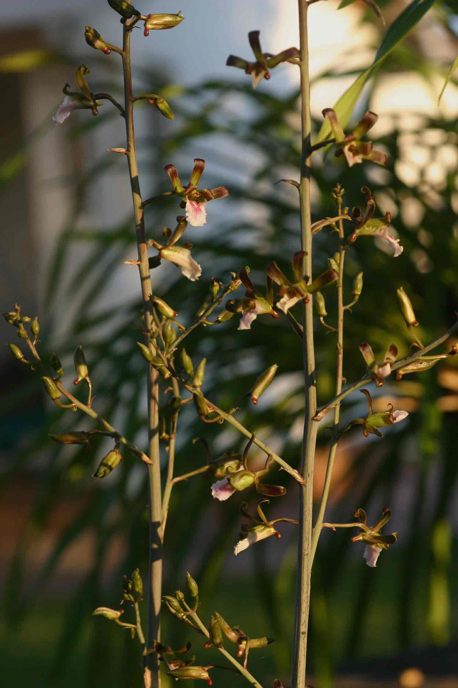 Eulophia petersii
