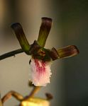 Eulophia petersii