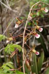 Eulophia petersii