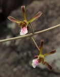 Eulophia petersii