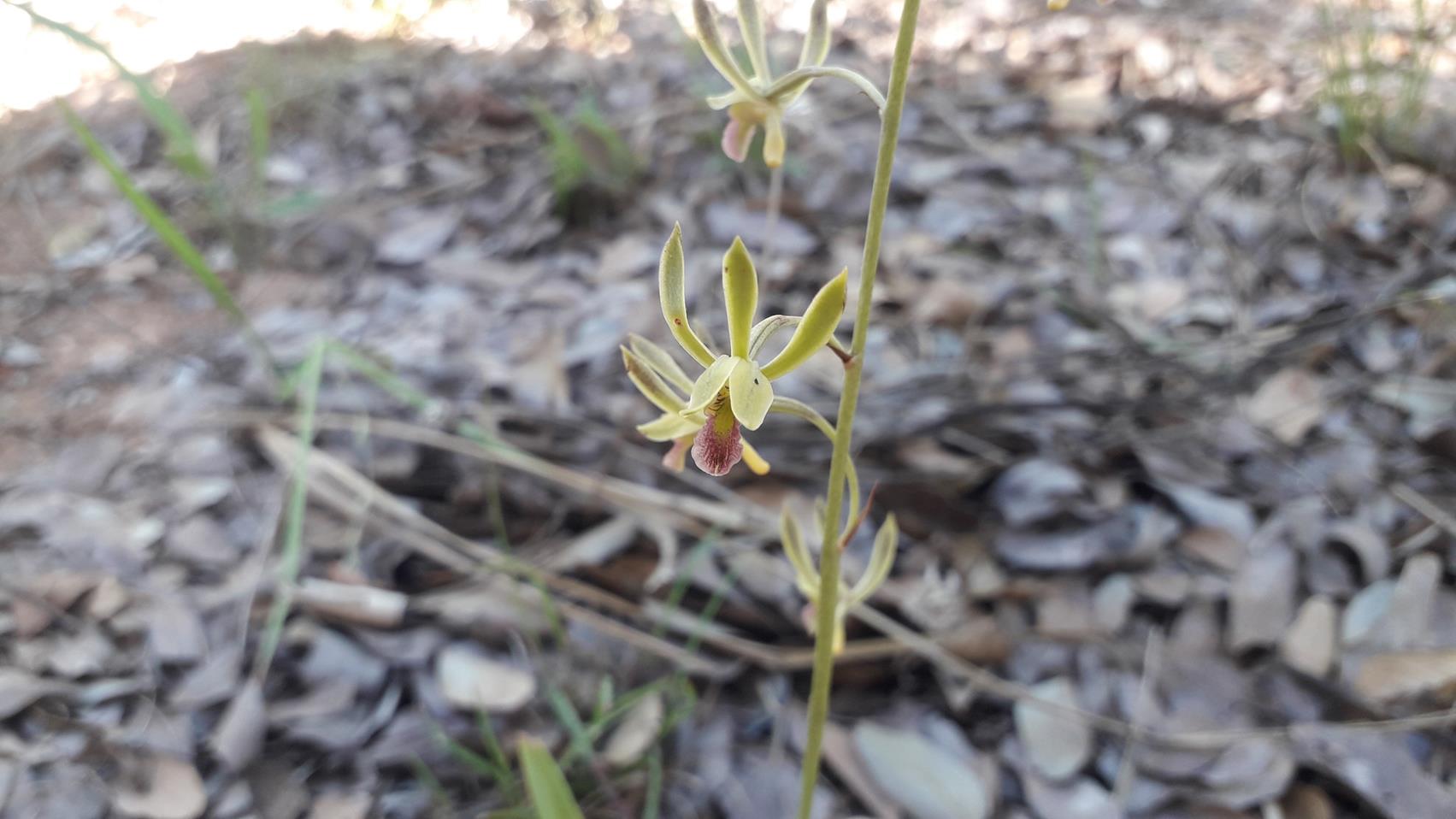 Eulophia seleensis