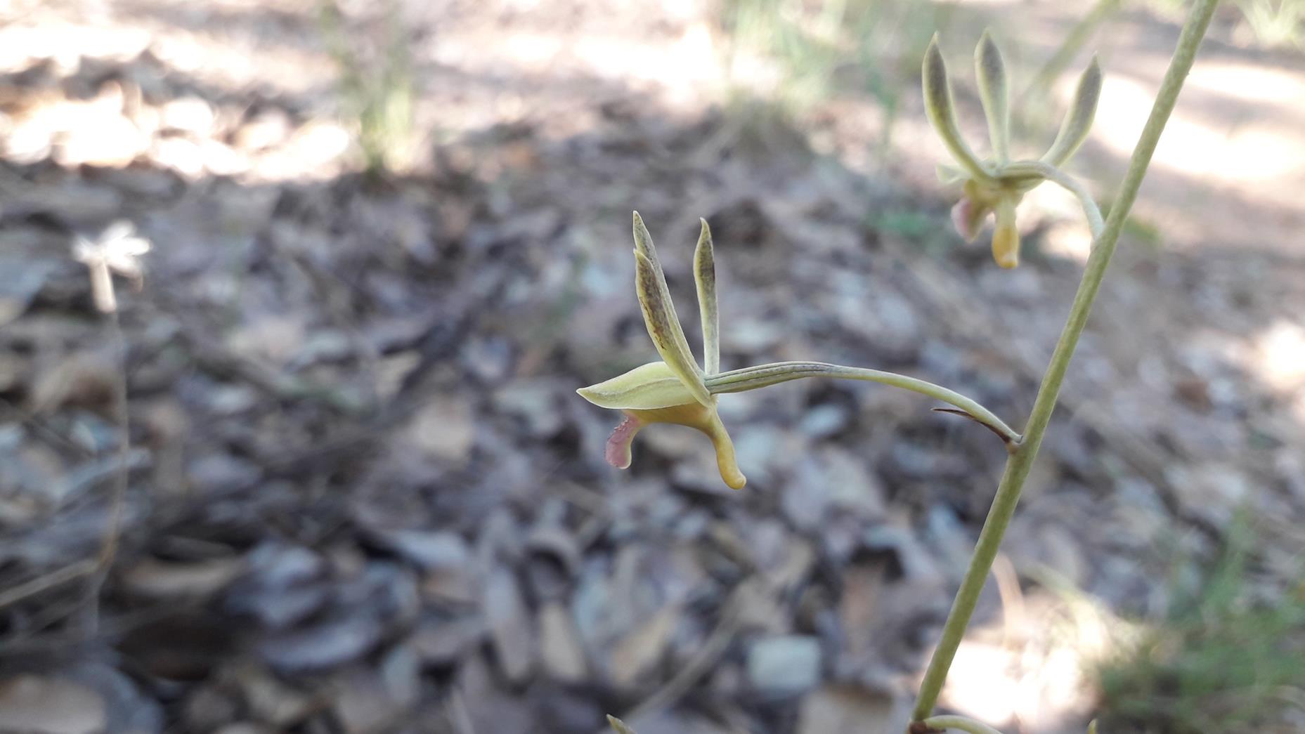 Eulophia seleensis