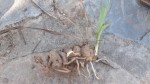 Eulophia seleensis