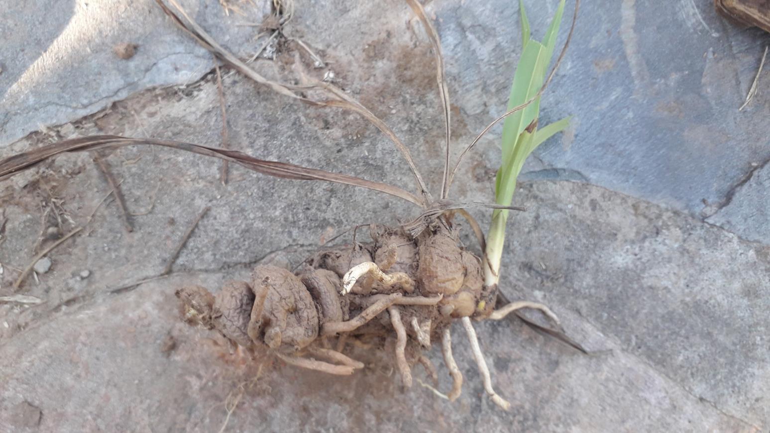 Eulophia seleensis