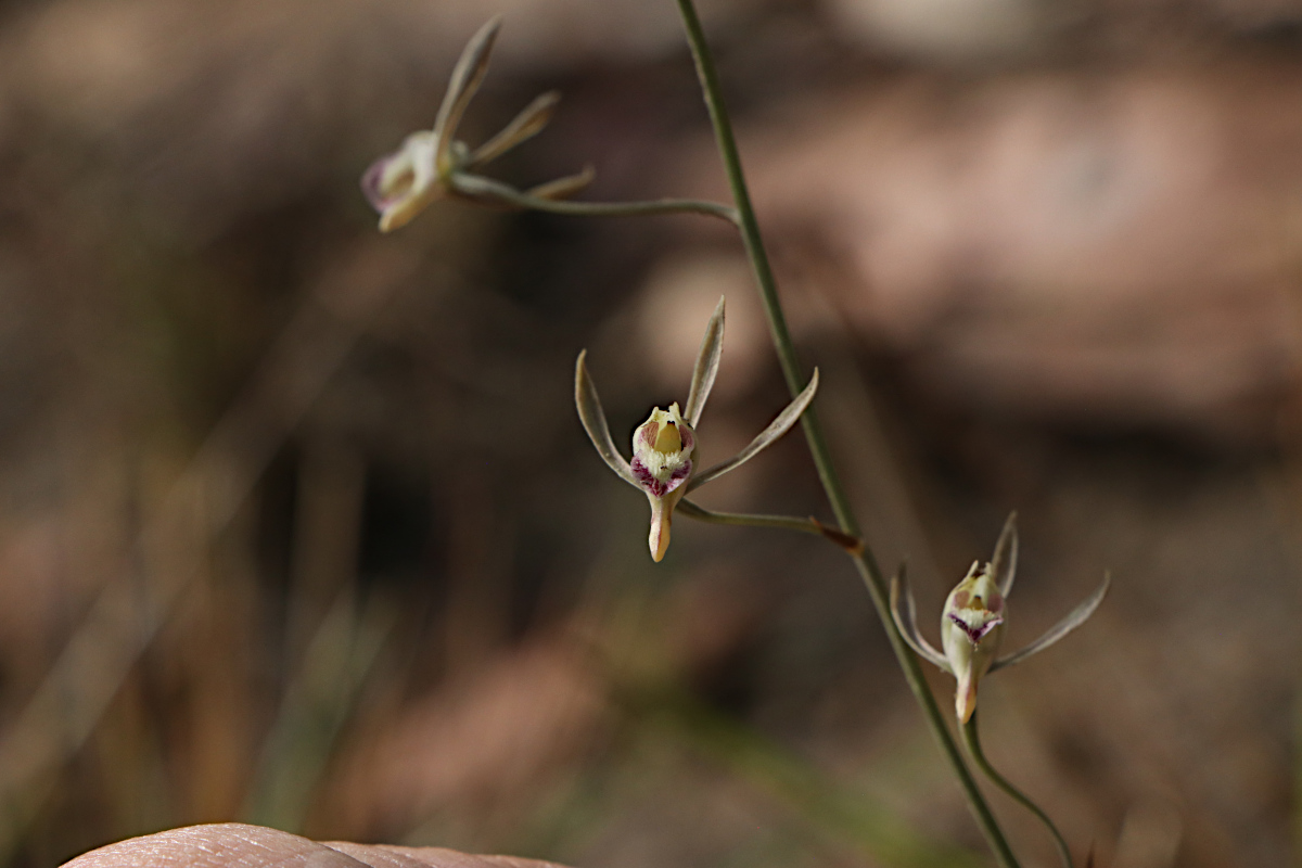Eulophia seleensis Eulophia seleensis