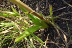 Eulophia speciosa