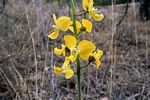 Eulophia speciosa