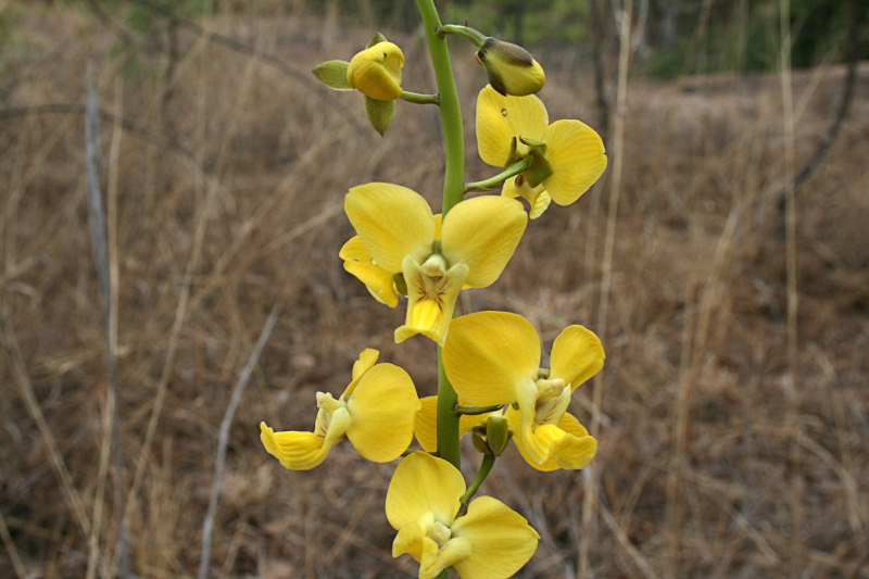 Eulophia speciosa