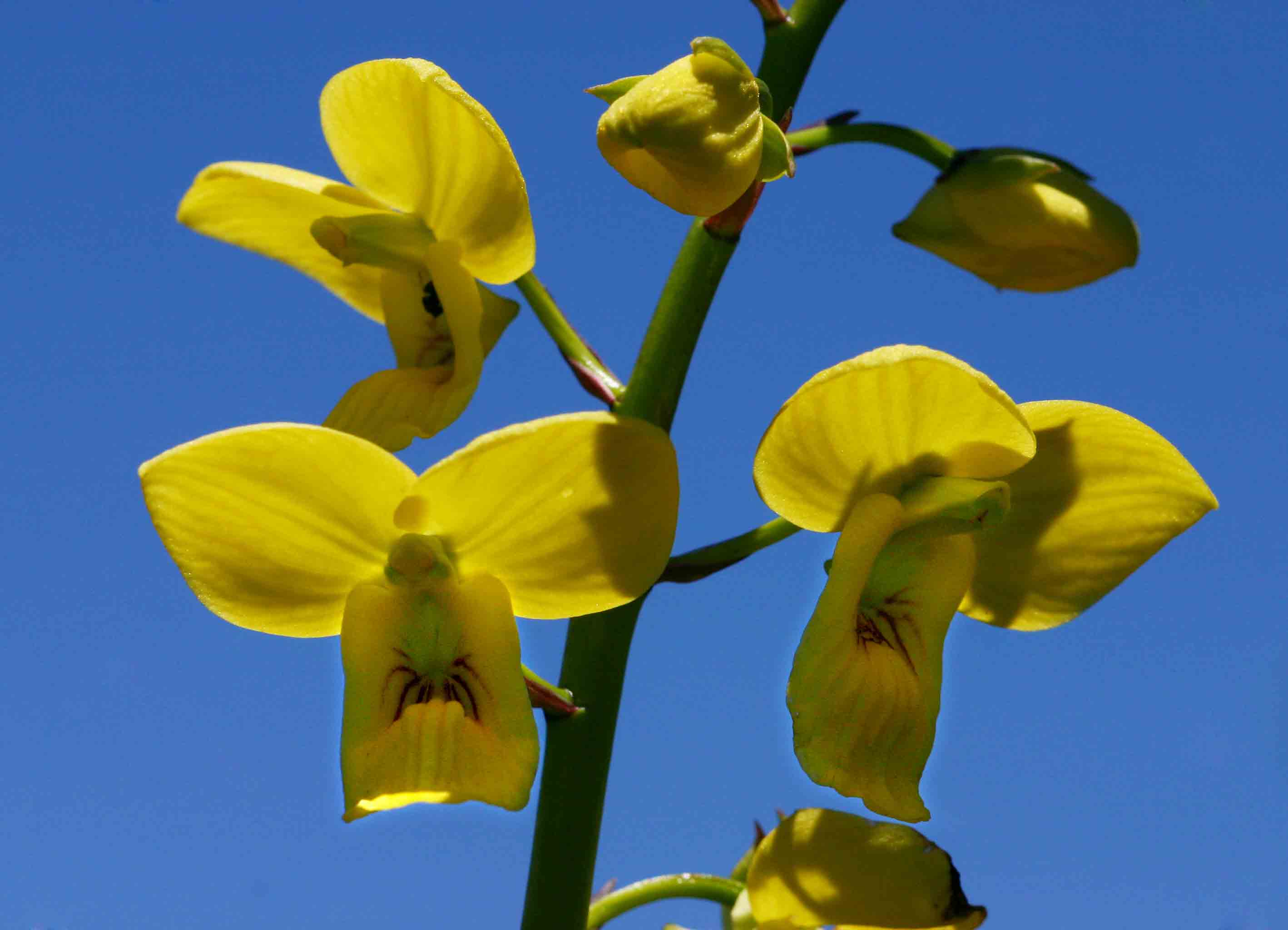 Eulophia speciosa