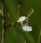 Eulophia tanganyikensis
